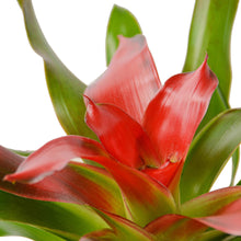 Load image into Gallery viewer, Bromeliad Medusa - 6&quot; Pot
