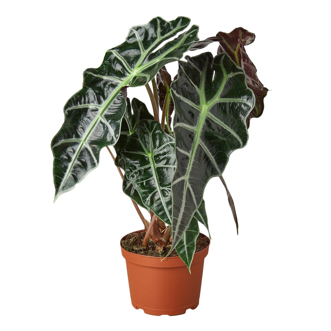 Alocasia Polly 'African Mask' in 6 Inch Pot