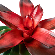 Load image into Gallery viewer, Bromeliad Medusa - 6&quot; Pot
