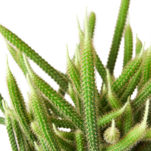 Load image into Gallery viewer, Succulent Rat Tail Cactus - 6&quot; Pot
