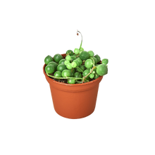 Load image into Gallery viewer, Succulent &#39;String of Pearls&#39; - 6&quot; Pot
