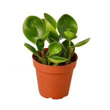 Load image into Gallery viewer, 4_PEPEROMIA_THAILAND
