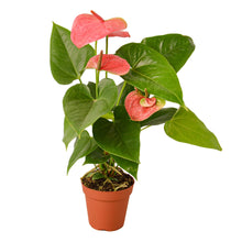 Load image into Gallery viewer, ANTHURIUM_PINK
