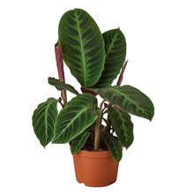 Load image into Gallery viewer, 6_CALATHEA_WARSCEWICZII
