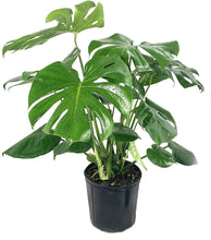 Load image into Gallery viewer, Philodendron Monstera Deliciosa in 10 inch Pot
