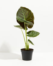 Load image into Gallery viewer, Alocasia Regal Shield &quot;Elephant Ear&quot; 4 in Inch Pot

