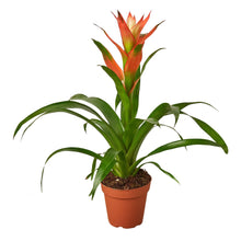 Load image into Gallery viewer, 4_GUZMANIA_ROSE
