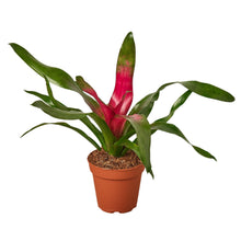 Load image into Gallery viewer, 4_BROMELIAD_DONNA
