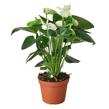 Load image into Gallery viewer, 6_ANTHURIUM_WHITE
