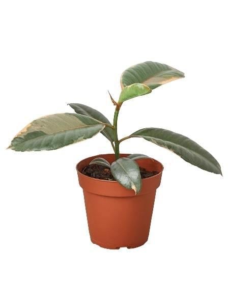 Ficus Ruby Pink 'Elastica' Rubber tree - 6