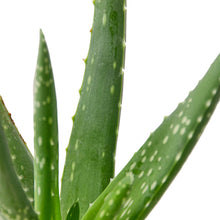 Load image into Gallery viewer, Aloe Vera - 6&quot; Pot
