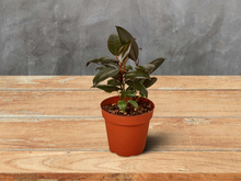 Load image into Gallery viewer, Ficus Elastica &#39;Burgundy&#39; - 4&quot; Pot
