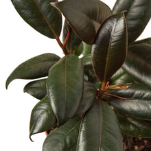 Load image into Gallery viewer, Ficus Elastica &#39;Burgundy&#39; - 4&quot; Pot
