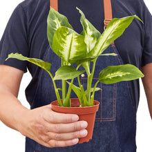 Load image into Gallery viewer, Dieffenbachia Camille Dumb Cane - 4&quot; Pot
