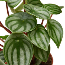 Load image into Gallery viewer, Peperomia Watermelon - 4&quot; Pot
