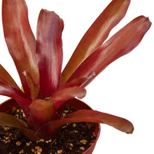 Load image into Gallery viewer, Bromeliad &#39;Fireball&#39; - 4&quot; Pot
