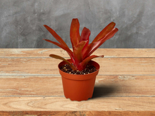 Load image into Gallery viewer, Bromeliad &#39;Fireball&#39; - 4&quot; Pot
