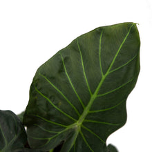 Load image into Gallery viewer, Alocasia Regal Shield &quot;Elephant Ear&quot; 6 in Inch Pot
