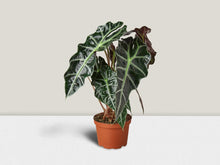 Load image into Gallery viewer, Alocasia Polly &#39;African Mask&#39; in 6 Inch Pot
