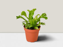 Load image into Gallery viewer, Bird’s Nest Leslie Fern - 4&quot; Pot
