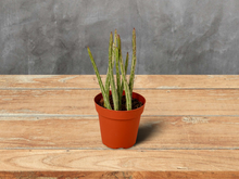 Load image into Gallery viewer, Pickle Plant - 4&quot; Pot
