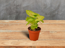 Load image into Gallery viewer, Syngonium Gold Goosefoot Plant - 4&quot; Pot
