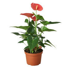 Load image into Gallery viewer, Anthurium &#39;Pink&#39; - 6&quot; Pot
