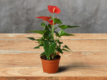 Load image into Gallery viewer, Anthurium &#39;Pink&#39; - 6&quot; Pot
