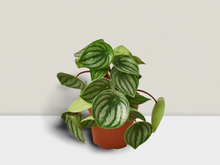 Load image into Gallery viewer, Peperomia Watermelon - 6&quot; Pot

