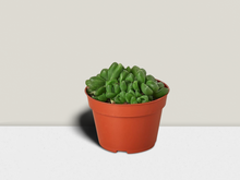 Load image into Gallery viewer, Succulent Haworthia &#39;Cooperi&#39; - 4&quot; Pot
