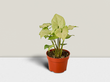 Load image into Gallery viewer, Syngonium White Butterfly - 4&quot; Pot
