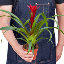 Load image into Gallery viewer, Bromeliad Guzmania &#39;Red&#39; - 6&quot; Pot
