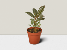 Load image into Gallery viewer, Ficus Elastica &#39;Tineke&#39; - 4&quot; Pot
