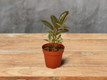 Load image into Gallery viewer, Ficus Elastica &#39;Tineke&#39; - 6&quot; Pot
