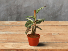 Load image into Gallery viewer, Calathea &#39;White Star&#39; in 4 inch Pot
