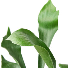 Load image into Gallery viewer, Staghorn Fern - 4&quot; Pot
