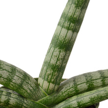 Load image into Gallery viewer, Snake Plant Starfish - 4&quot; Pot
