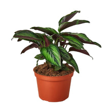 Load image into Gallery viewer, Calathea &#39;Beauty Star&#39; - 4&quot; Pot
