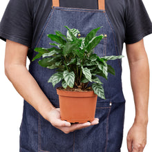 Load image into Gallery viewer, Calathea Concinna - 6&quot; Pot
