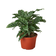 Load image into Gallery viewer, Calathea Concinna - 4&quot; Pot
