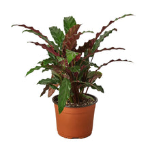 Load image into Gallery viewer, Calathea Rufibarba &#39;Furry Feather&#39; - 4&quot; Pot
