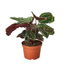 Load image into Gallery viewer, Calathea Roseopicta &#39;Medallion&#39; II - 6&quot; Pot

