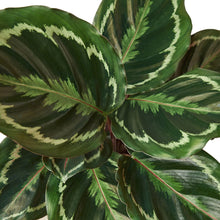 Load image into Gallery viewer, Calathea Roseopicta &#39;Medallion&#39; - 4&quot; Pot
