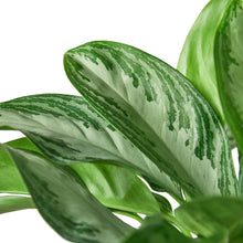 Load image into Gallery viewer, Chinese Evergreen &#39;Silver Bay&#39; - 6&quot; Pot
