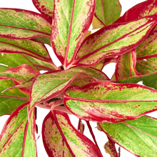 Load image into Gallery viewer, Chinese Evergreen &#39;Red Siam&#39; - 6&quot; Pot
