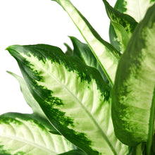 Load image into Gallery viewer, Dieffenbachia &#39;Dumb Cane&#39; - 4&quot; Pot
