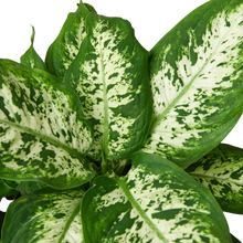 Load image into Gallery viewer, Dieffenbachia &#39;Tropic Snow&#39; - 6&quot; Pot
