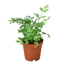 Load image into Gallery viewer, Silver Lace Fern - 4&quot; Pot
