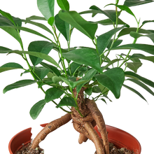 Load image into Gallery viewer, Ficus &#39;Ginseng&#39; - 6&quot; Pot
