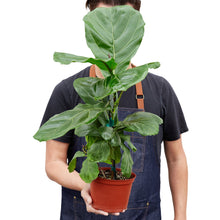 Load image into Gallery viewer, Ficus Lyrata &#39;Fiddle Leaf Fig&#39; - 6&quot; Pot
